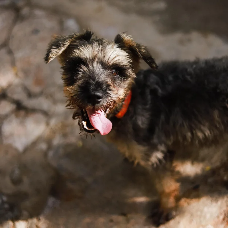 An adult small-sized male Gray / Blue / Silver Miniature Schnauzer dog named Dux for adoption in San Juan, PR