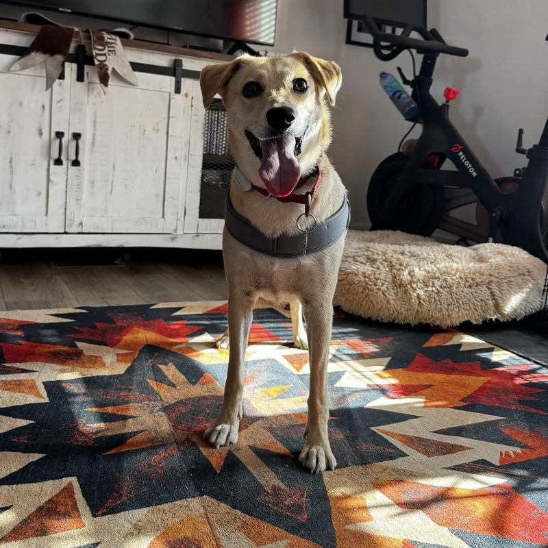 An adult small-sized female Yellow / Tan / Blond / Fawn Husky dog named Rhea for adoption in Chandler, AZ