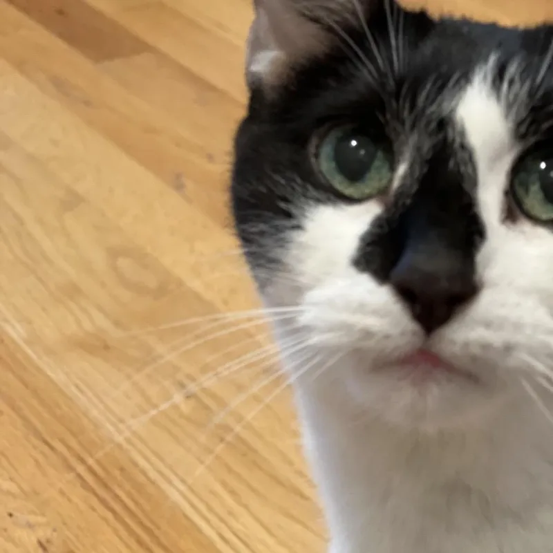 A senior medium-sized female White Domestic Short Hair cat named Dida for adoption in Wakefield, MA