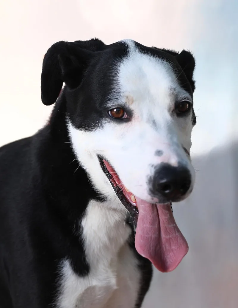 A young medium-sized male Retriever dog named Bingo for adoption in Pasadena, CA