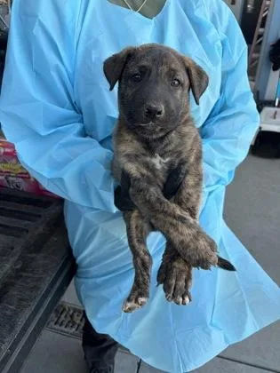 A baby small-sized male Belgian Shepherd / Malinois dog named Sigh for adoption in Fresno, CA