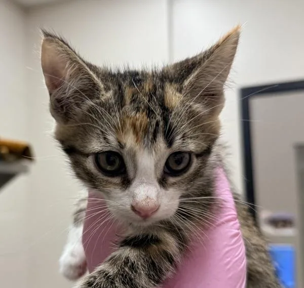 A baby small-sized female Domestic Short Hair cat named Frankie for adoption in El Cajon, CA