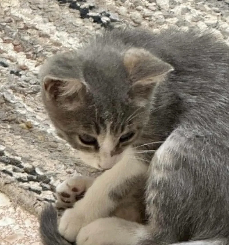A baby medium-sized male Domestic Short Hair cat named Whopper for adoption in Bolivar, MO