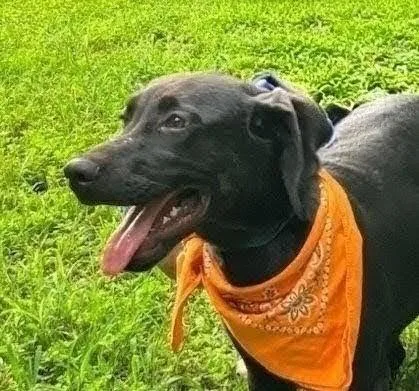 A baby medium-sized male Black Labrador Retriever dog named Gunner for adoption in Willington, CT