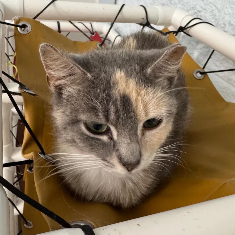 A young medium-sized female Tortoiseshell Domestic Short Hair cat named Harley for adoption in Chapel Hill, NC