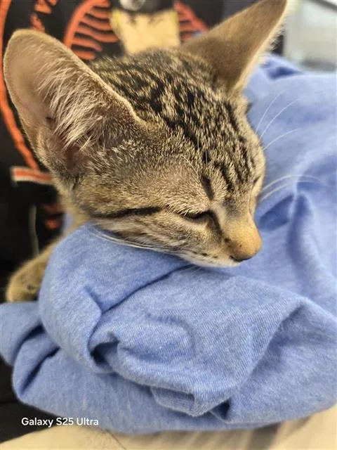 A baby small-sized female Domestic Short Hair cat named Ram for adoption in San Antonio, TX