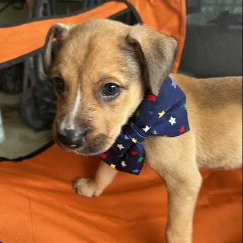 A baby medium-sized male Mixed Breed dog named Cumulus for adoption in Austin, TX