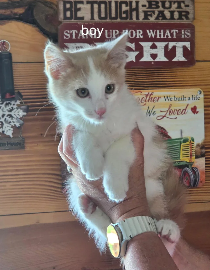 A baby small-sized male Domestic Short Hair cat named Muffin for adoption in Heyburn, ID
