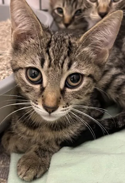 A young small-sized male Domestic Short Hair cat named Lefty for adoption in Phoenix, AZ