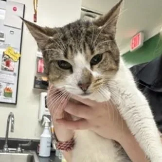 A young medium-sized male White Domestic Short Hair cat named Leprechaun for adoption in Calverton, NY