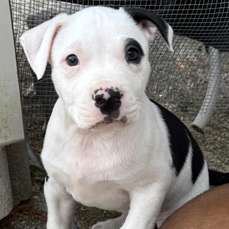 A baby medium-sized male White / Cream Pit Bull Terrier dog named Tux for adoption in Chesapeake, VA