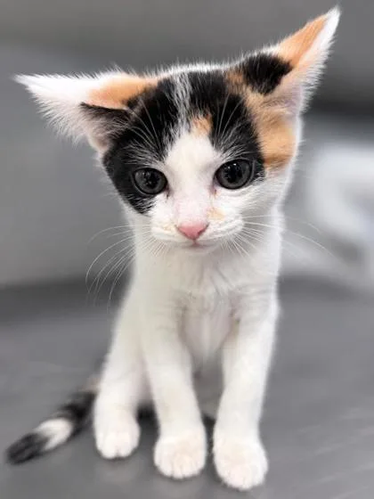 A baby medium-sized female Gray / Blue / Silver Domestic Short Hair cat named Luna for adoption in Tinley Park, IL