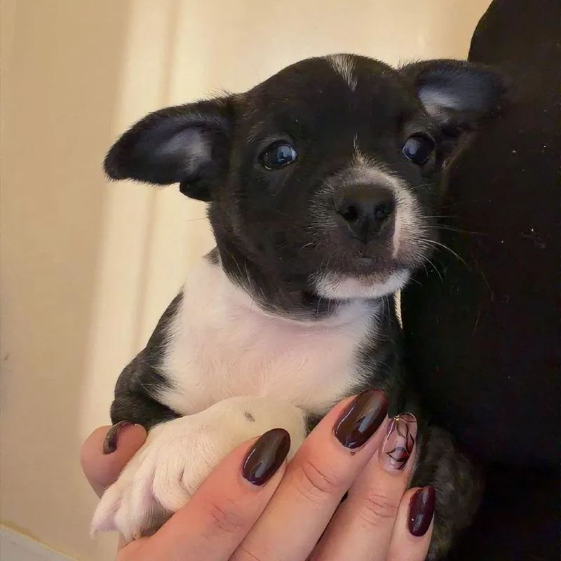 A baby small-sized male Brindle Boston Terrier dog named Buck for adoption in Chico, CA