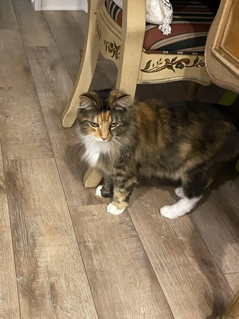 An adult medium-sized female Calico cat named Rosie for adoption in Lexington, KY