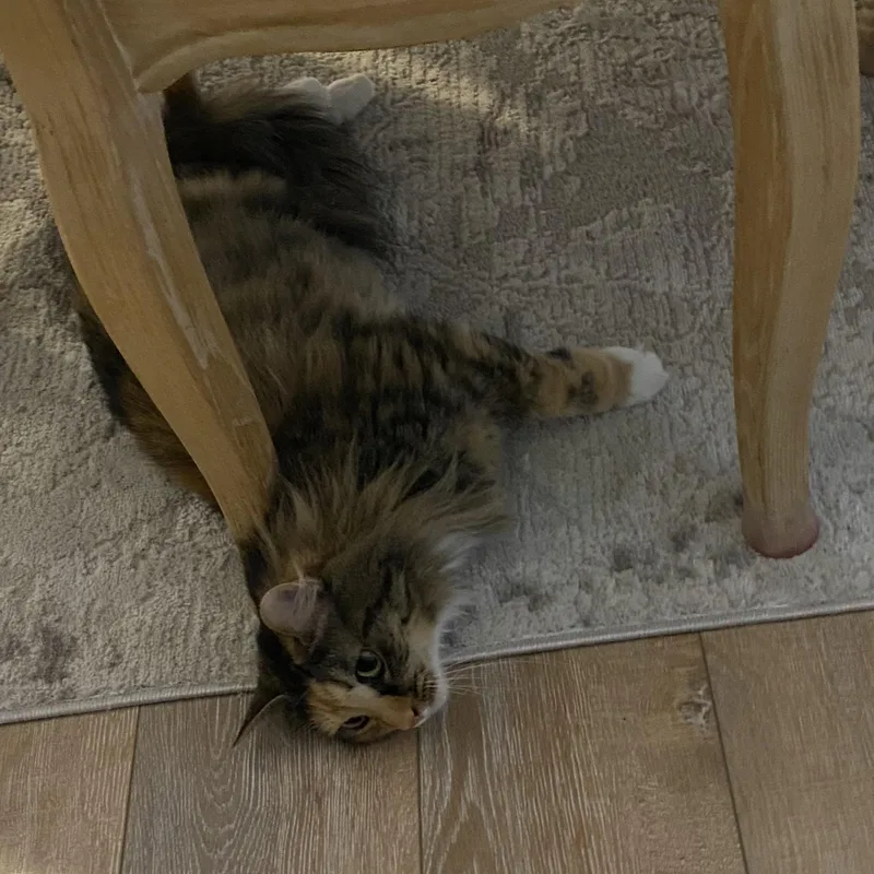 Rosie thumbnail 2