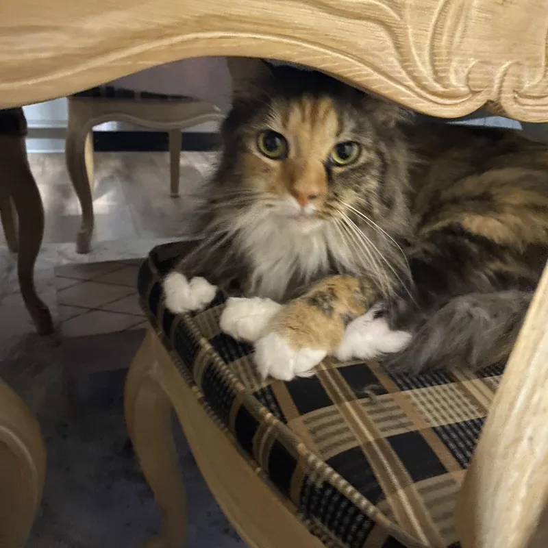 Rosie thumbnail 4