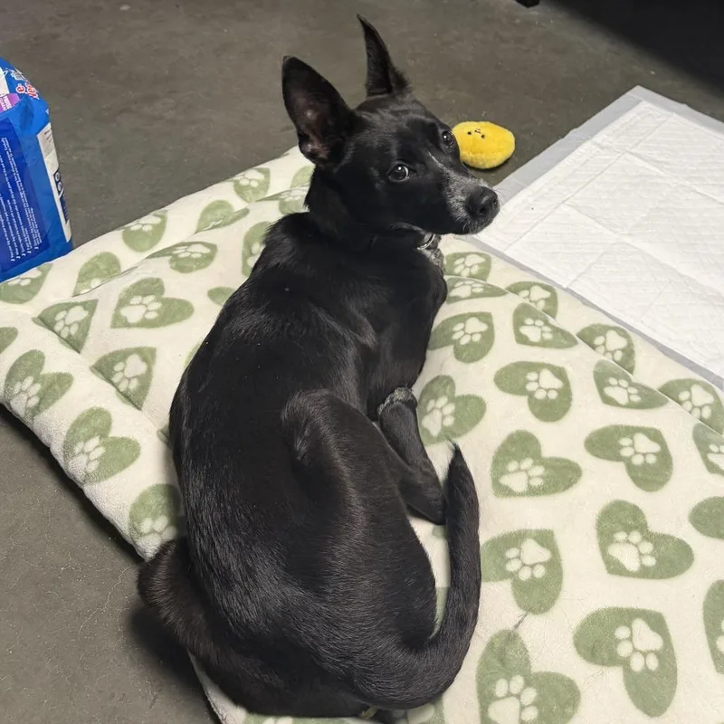 A baby small-sized male Black Chihuahua dog named Squirrel for adoption in Dover, NH