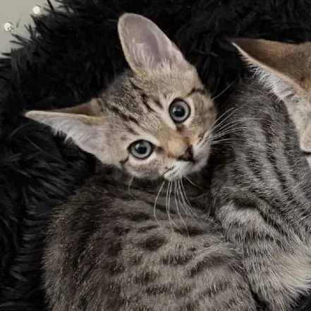 A baby small-sized male Brown / Chocolate Domestic Short Hair cat named Spidey for adoption in Pleasanton, CA
