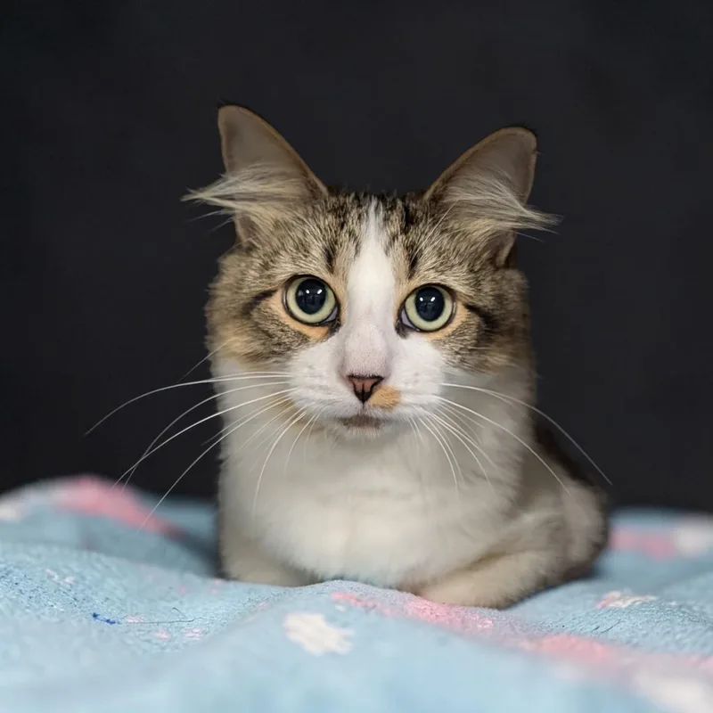 A young small-sized female Tabby (Brown / Chocolate) Domestic Medium Hair cat named Summer for adoption in Chuckey, TN