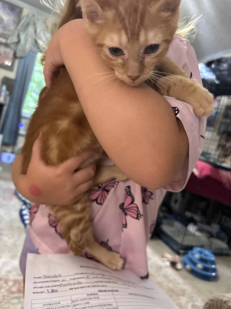 A baby small-sized male Domestic Short Hair cat named Theodore for adoption in Randolph, AL