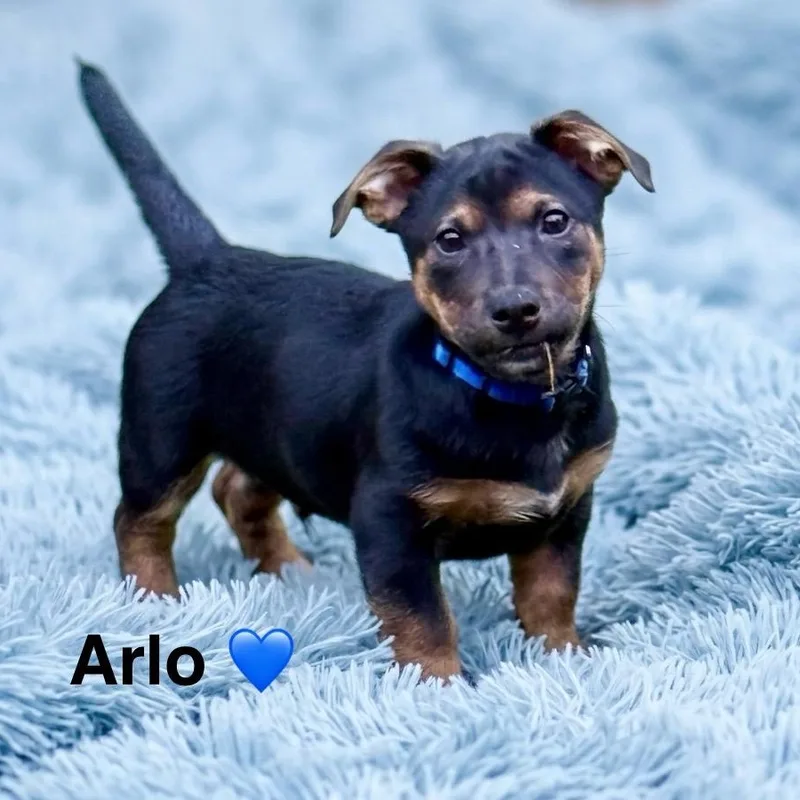 Arlo thumbnail 3