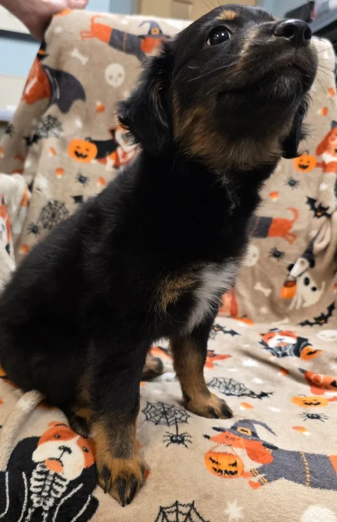 A baby medium-sized female Australian Shepherd dog named Freya for adoption in Murphysboro, IL
