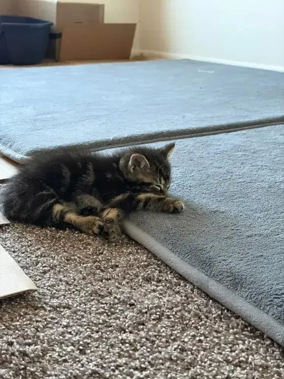 A baby small-sized male Domestic Short Hair cat named Earl for adoption in Grand Rapids, MI