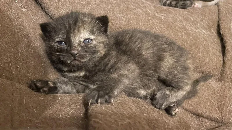A baby small-sized female Domestic Short Hair cat named Primrose for adoption in Evansville, IN