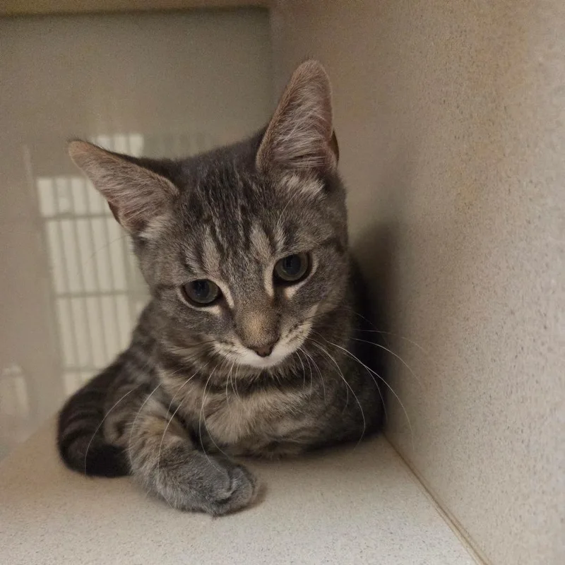 A baby small-sized female Gray / Blue / Silver Domestic Short Hair cat named Allie for adoption in Ballston Spa, NY