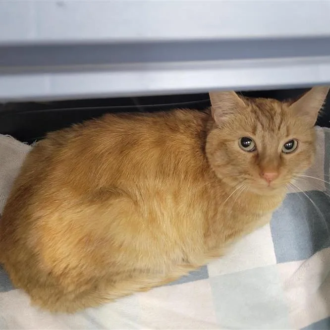 An adult medium-sized female Orange / Red Domestic Short Hair cat named Lala for adoption in Tacoma, WA