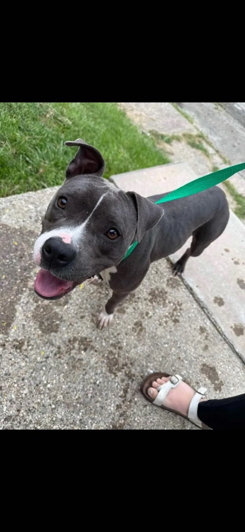 A young large-sized female Pit Bull Terrier dog named Hermione for adoption in Georgetown, OH
