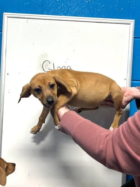 A baby small-sized female Brown / Chocolate Feist dog named Gloria for adoption in Muskegon, MI