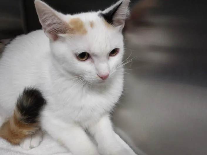 A baby small-sized female Domestic Short Hair cat named Vanna for adoption in Chatsworth, CA
