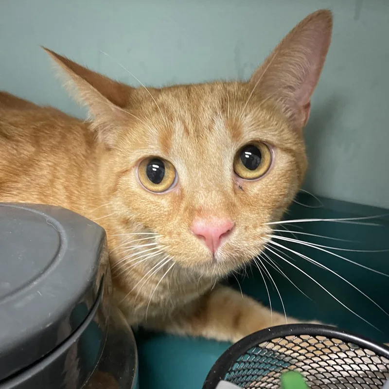 A young medium-sized male Orange / Red American Shorthair cat named Cheeto for adoption in Shawnee, KS
