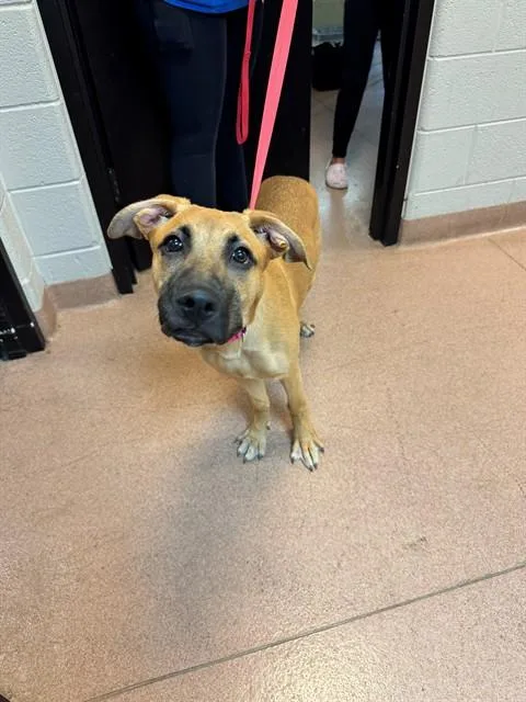 A young medium-sized female German Shepherd Dog dog named Haisley for adoption in Cookeville, TN