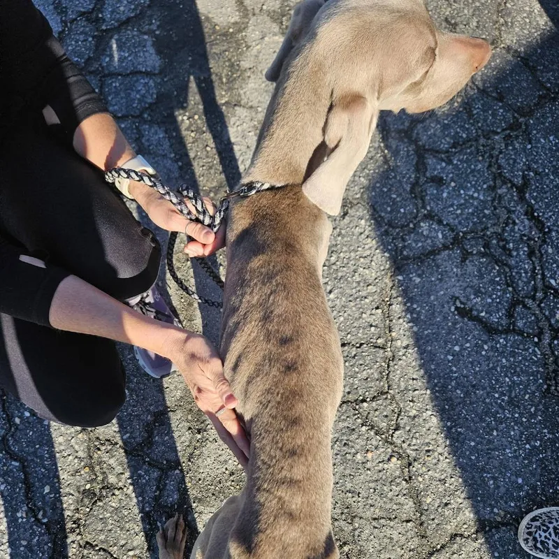 Sterlingindy thumbnail 2