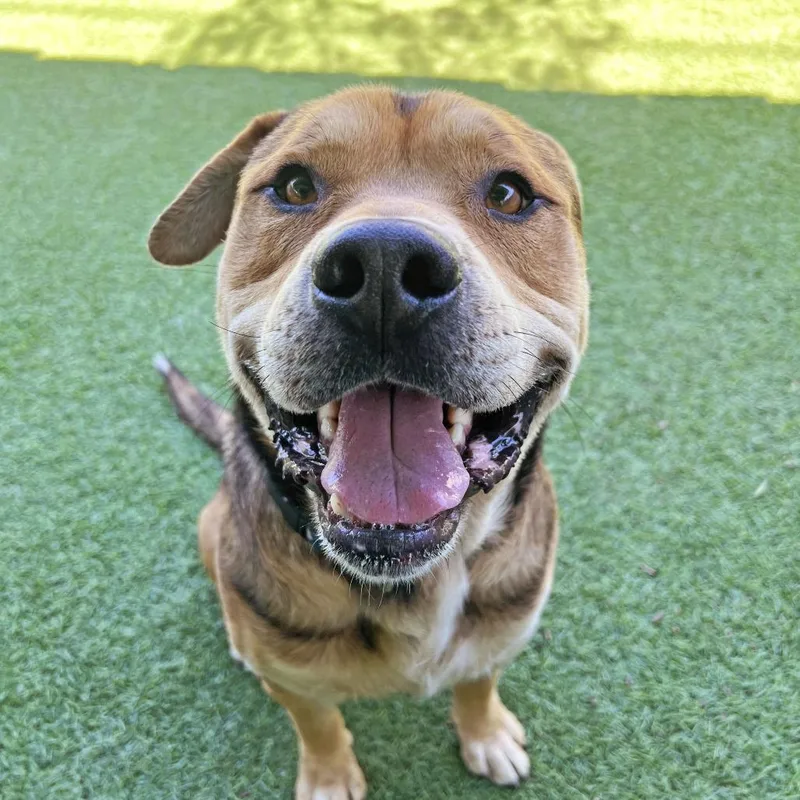 A senior medium-sized male Black Pit Bull Terrier dog named Winston for adoption in Ojai, CA
