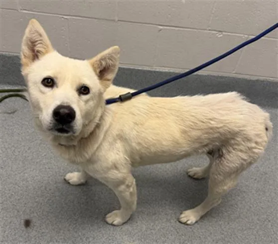 An adult medium-sized female Shiba Inu dog named Cream for adoption in Indianapolis, IN