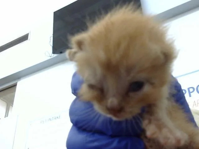 A baby medium-sized female Domestic Medium Hair cat named Penny for adoption in Dallas, TX