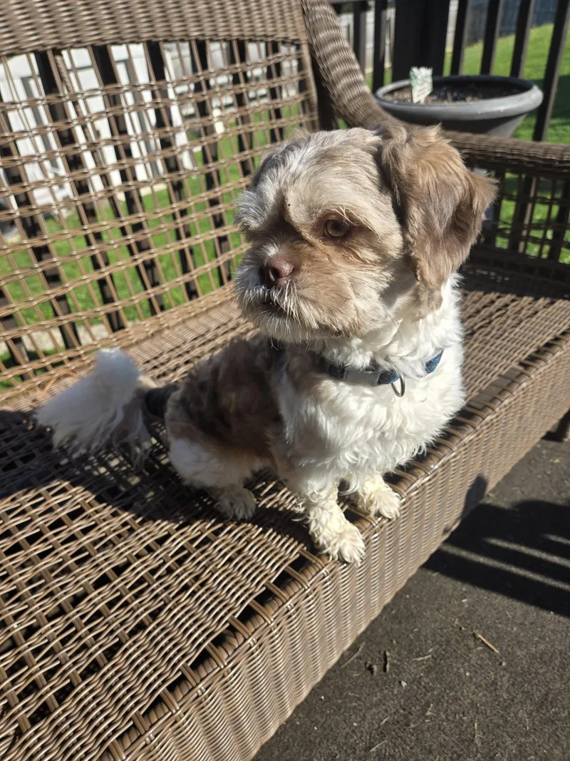 A young small-sized male Brown / Chocolate Shih Tzu dog named Gizmo for adoption in Irwin, PA