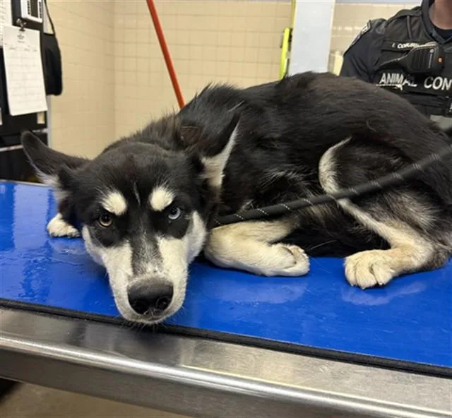 A young large-sized female Siberian Husky dog named Dorothy for adoption in Phoenix, AZ