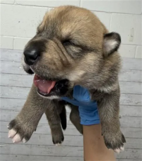 A baby small-sized male Pit Bull Terrier dog named Venus for adoption in San Bernardino, CA