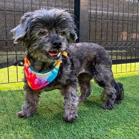 A senior small-sized female Gray / Blue / Silver Shih Tzu dog named Yzma for adoption in Apple Valley, CA