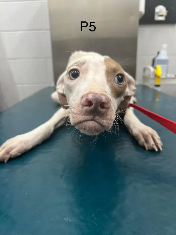 An adult medium-sized female White / Cream Mixed Breed dog named Pippin for adoption in Mobile, AL