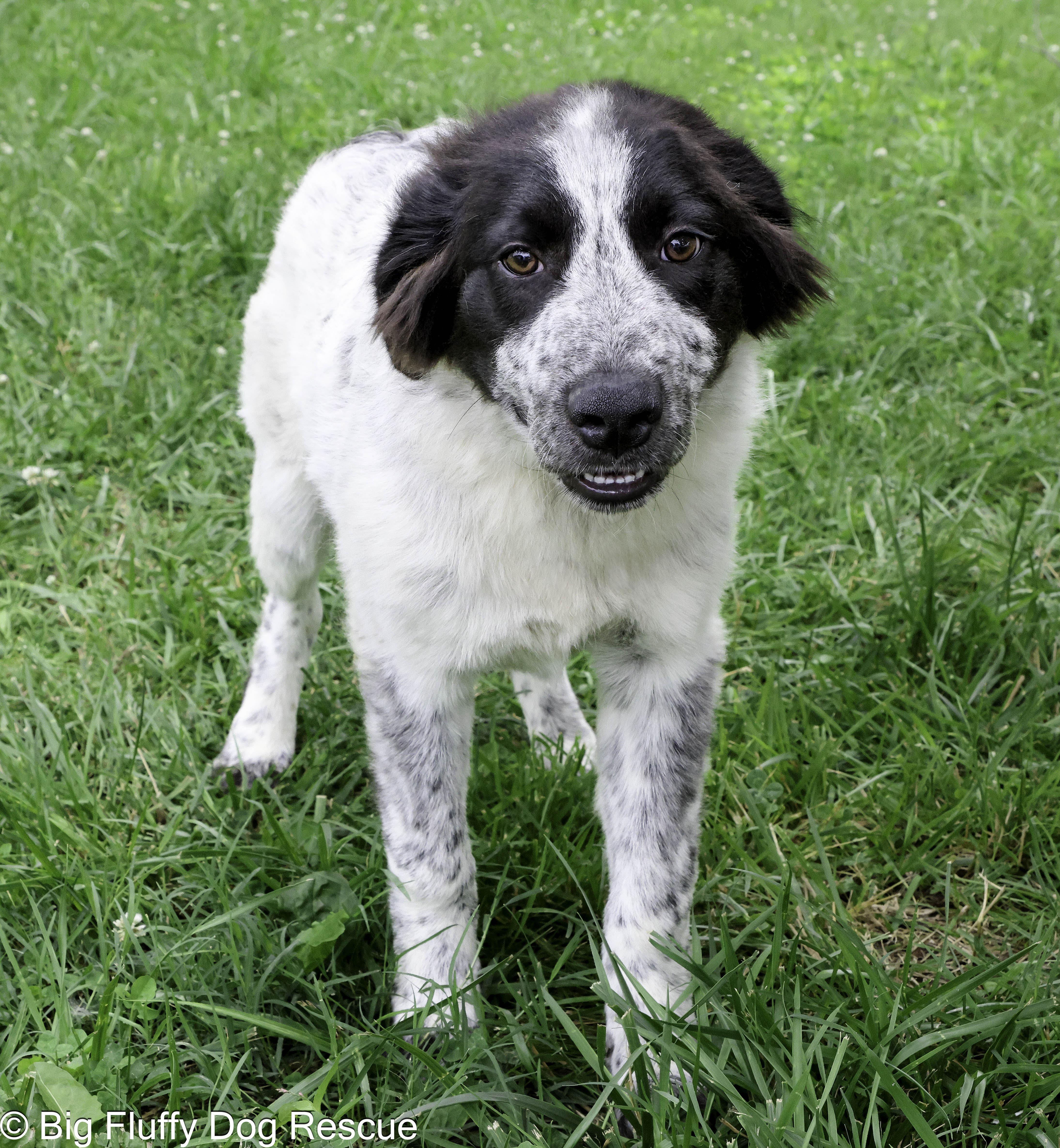 A baby large-sized male Black Great Pyrenees dog named Hart for adoption in Nashville, TN