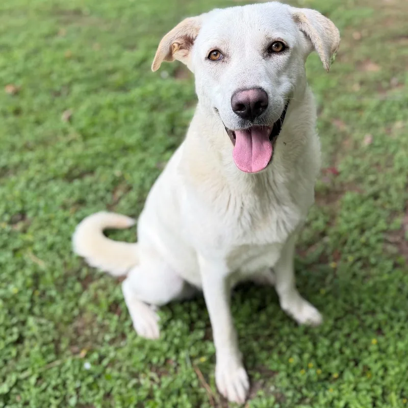 An adult large-sized female White / Cream Labrador Retriever dog named Phoebe for adoption in Summerdale, AL