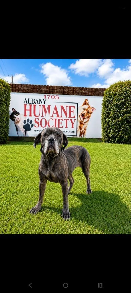 An adult large-sized female Neapolitan Mastiff dog named Money for adoption in Albany, GA