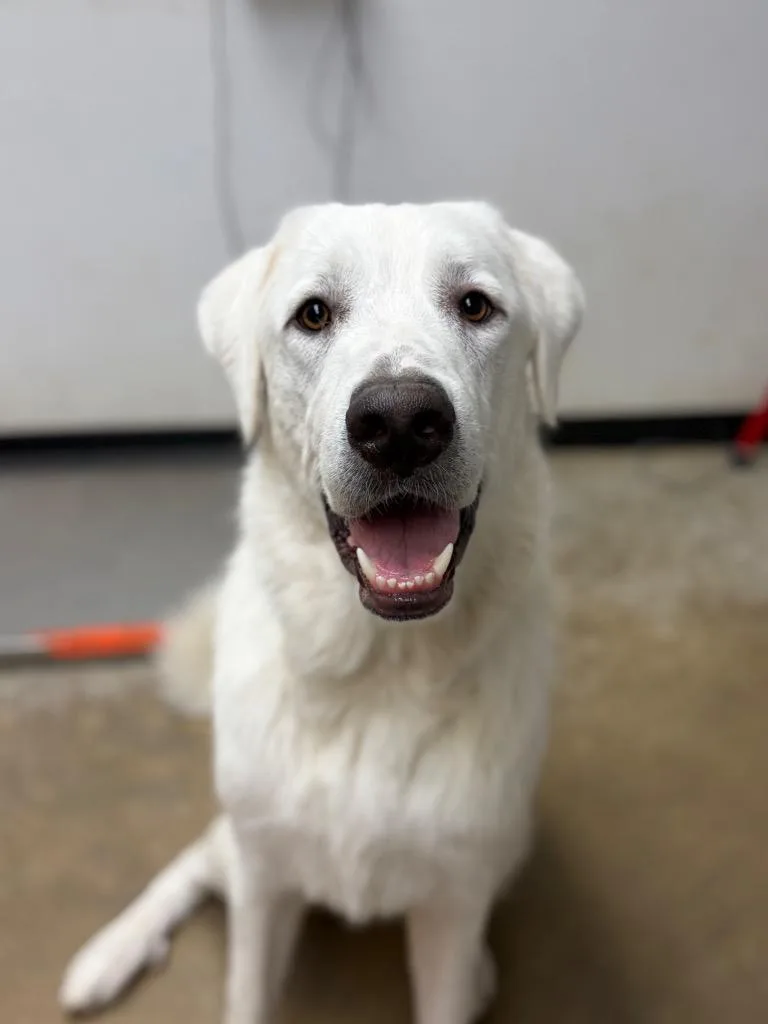 A young large-sized male Great Pyrenees dog named Charlie for adoption in Lockhart, TX