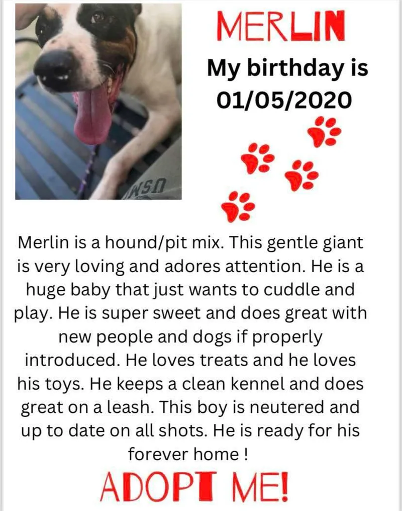 A young medium-sized male Mixed Breed dog named Merlin for adoption in Denison, TX