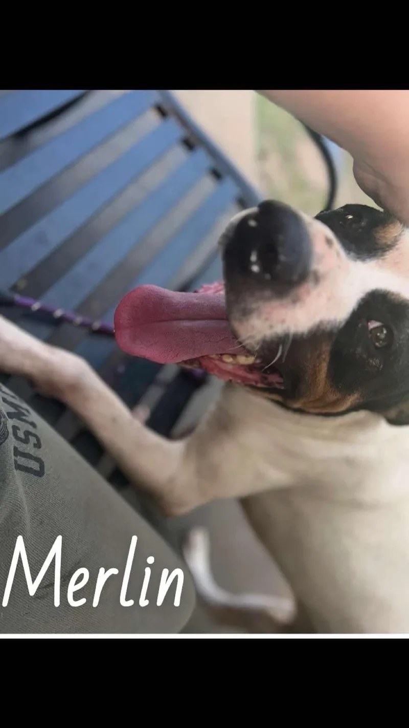 Merlin thumbnail 2